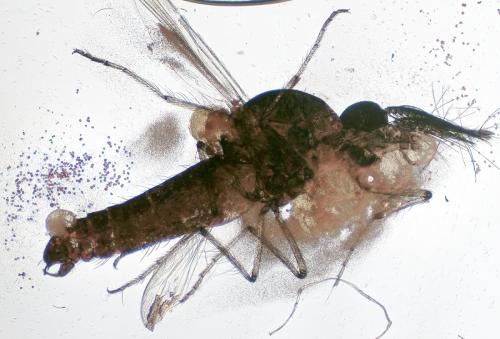 Réf. 327 705 : Dasyhelea sp.